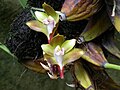 Bifrenaria mellicolor