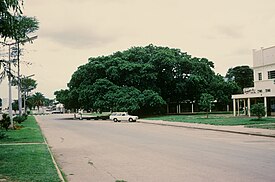 Veliko stablo smokve, zaštićeni spomenik prirode i simbol Kabwea