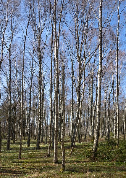 File:Birch forest Gullmarsskogen 5.jpg