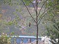 Birds of Nepal 02.jpg