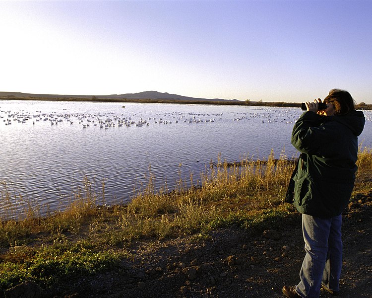 File:Birdwatching at Bosque del Apache national wildlife refuge.jpg