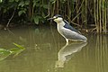 De kwak (Nycticorax nyxticorax), eveneens een broedvogel in Hortobágy.