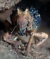 Black Brown Weevil - Aades cultratus.jpg