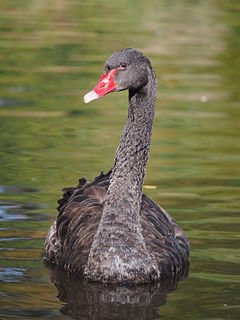 Black swan Species of bird