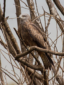 Black kite (Milvus migrans)