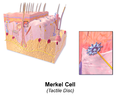 Illustration of Skin Merkel Cell