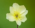 Bloem van een Oenothera stricta 'Sulphurea'.