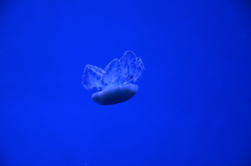 File:Blue Blubber Jelly (27798622952).jpg