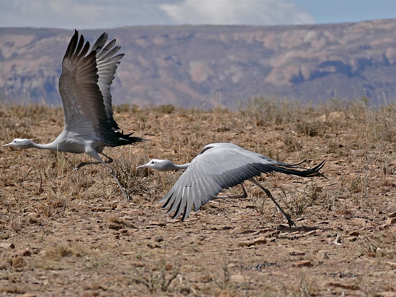 File:Blue Cranes (Anthropoides paradiseus) taking off ... (31800749383).jpg