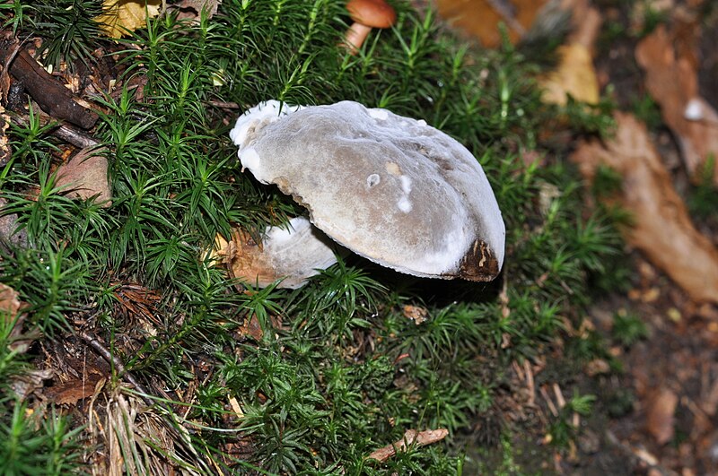 File:Boletus chrysenteron qtl1.jpg