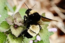 Bumblebee - Wikipedia