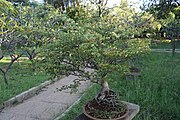 View of Bonsai Garden Lal Bag Bangalore