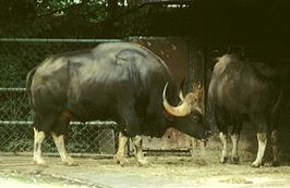 Gaur (rund)