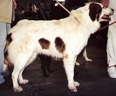 Bosnian and Herzegovinian - Croatian Shepherd Dog aka Tornjak.jpg