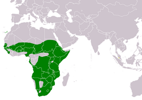 Description de l'image Bostrychia hagedash distribution map 2024.png.