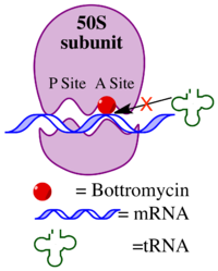 Schematic of the mechanism of action of bottromycin Bottromycin mechanism of action2.png