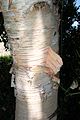 Betulaceae -betula -bouleau(fr) -Birch