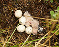 Nestlings and eggs, Iceland