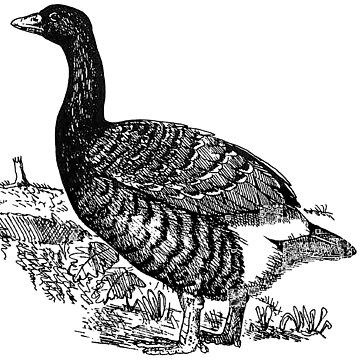 Branta rhuax