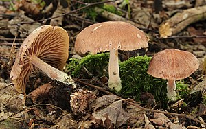 Burning Rübling Gymnopus peronatus.jpg