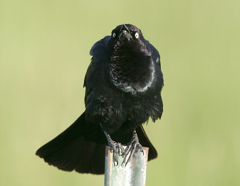 File:Brewer's blackbird.jpg