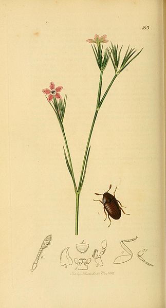 File:Britishentomologyvolume2Plate163.jpg