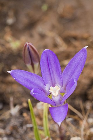 <i>Brodiaea jolonensis</i> Species of flowering plant