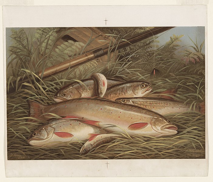 File:Brook trout LCCN90713007.jpg