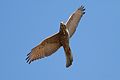 English: Brown Goshawk Accipiter fasciatus (cat.)