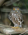 Brown Hawk Owl (Ninox scutulata scutulata) - Flickr - Lip Kee.jpg