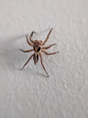 Brown Jumping Spider