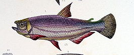 Brycon amazonicus