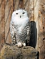 Schnee-Eule (Bubo scandiacus)