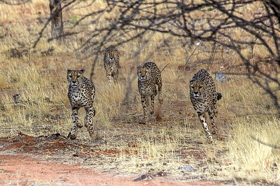 Four cheetahs chase a prey, a photo taken at Outjo (Namibia)