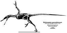 Skeletal composite of specimens MPCA 245 and MPCA 238 Buitreraptor gonzalezorum.jpg