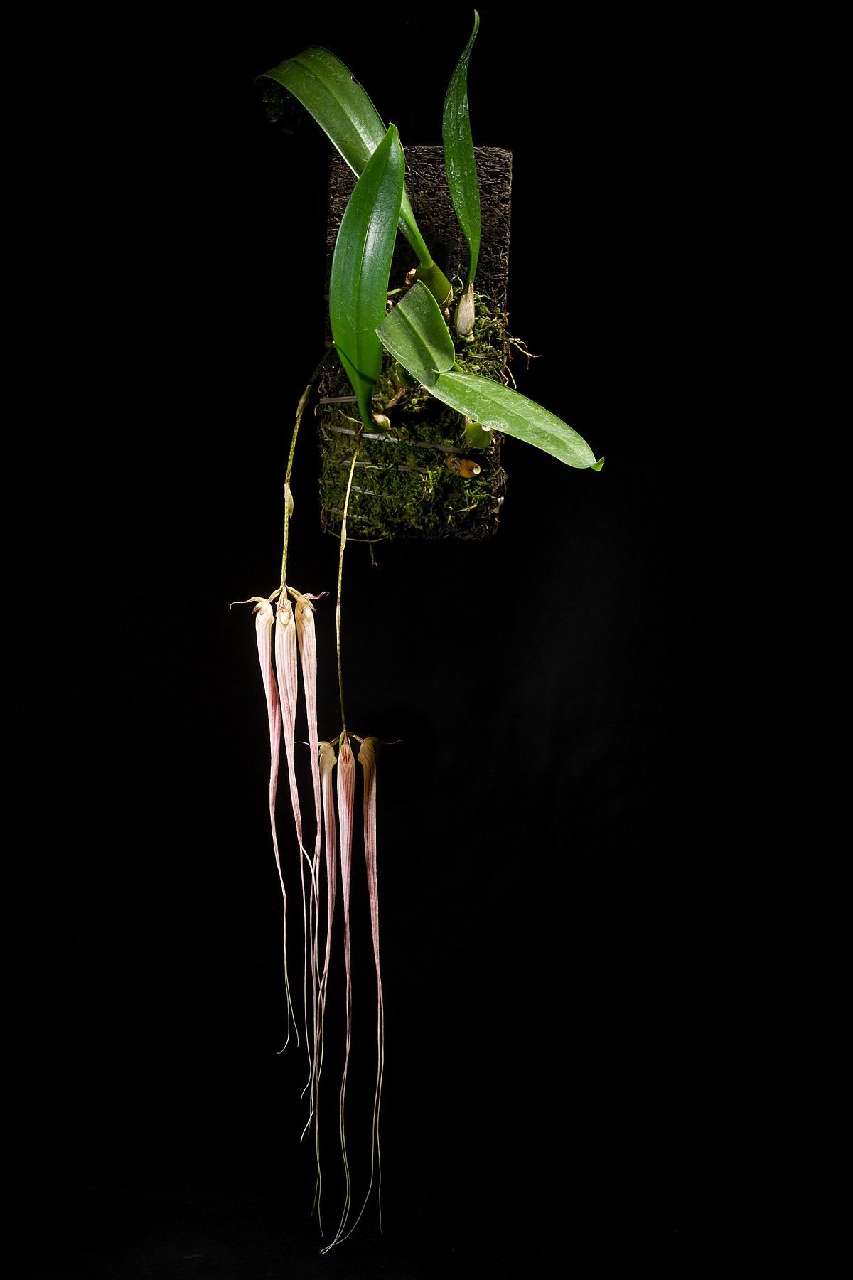 File:Bulbophyllum longissimum 'Fujio' SM JOGA (Ridl.) J.J.Sm., Bull. Jard.  Bot. Buitenzorg, sér. 2, 8 25 (1912) (49268605983).jpg - Wikimedia Commons
