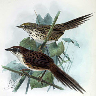 Chatham fernbird species of bird