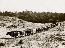 A bullock team and wagon in Wilson's Promontory, 1937. Bullock wagon Promontory Road.jpg