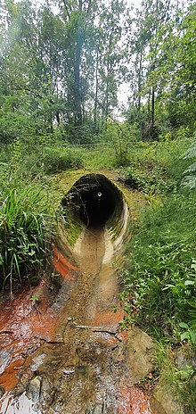 Buse dans la forêt du Mas-d'Agenais, près de Marmande.jpg