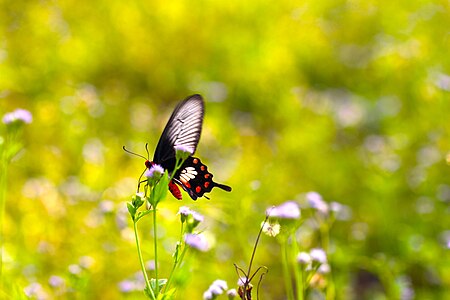 ไฟล์:Butterfly_&_flowers_in_the_afternoon_sun_02.jpg