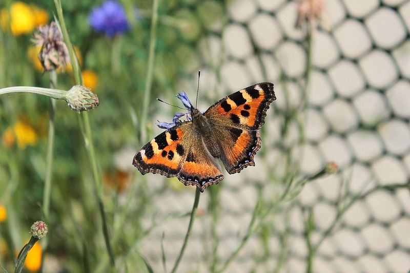 File:Butterfly at Kashmir Valley.jpg