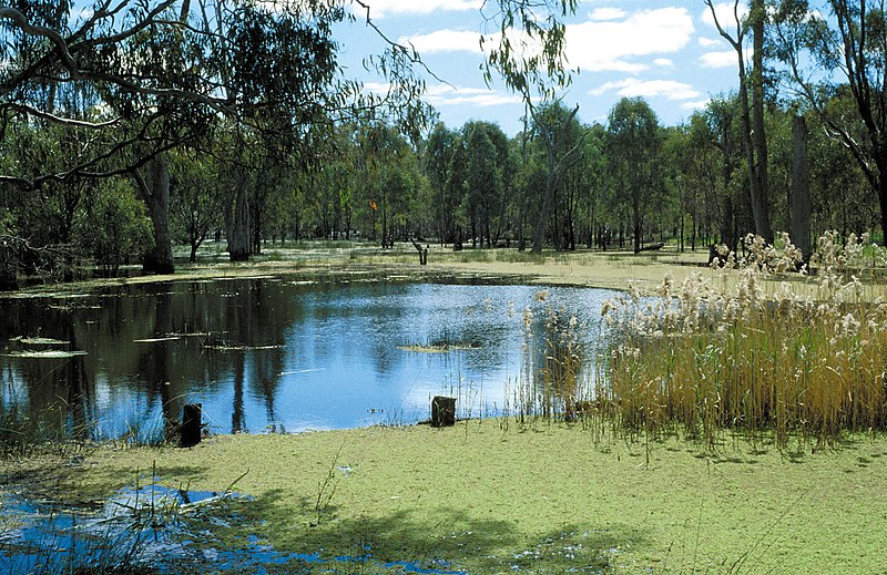 File:CSIRO ScienceImage 4470 Barmah forest wetland VIC.jpg