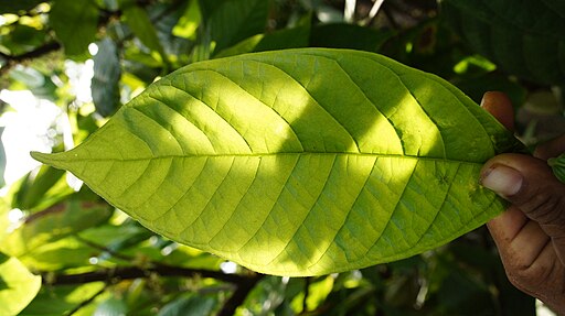 cocoa leaf