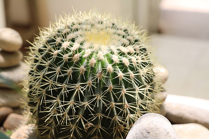 File:Cactus (2019) 26.jpg