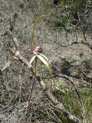 <i>Caladenia excelsa</i> Species of orchid