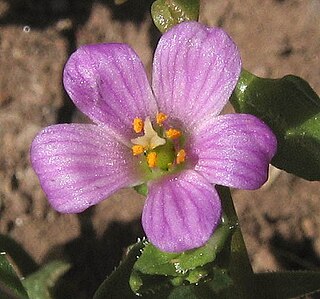 <i>Calandrinia breweri</i> Species of flowering plant