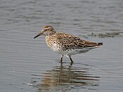 Calidris acuminata P4278959.jpg 