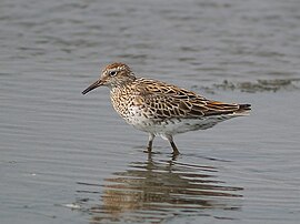 Calidris acuminata P4278959.jpg