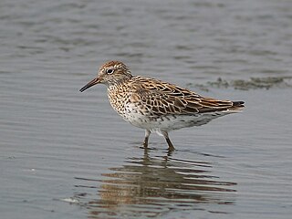 <span class="mw-page-title-main">Port Hedland Saltworks Important Bird Area</span> Bird area on coast of Western Australia