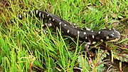 Thumbnail for California tiger salamander